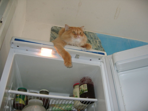 Коты и холодильники (20 фото)