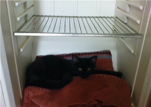 Коты и холодильники (20 фото)