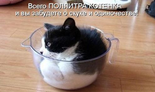 Весёлая котоматрица (45 фото)