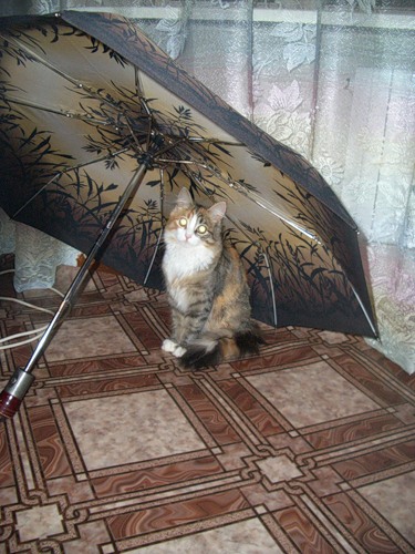 Под зонтиком (17 фото)