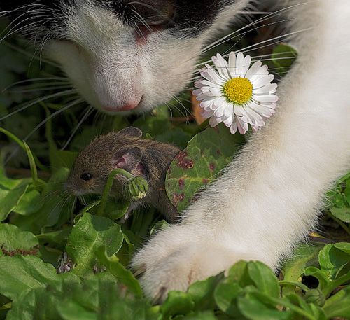Кошки-мышки (30 фото)