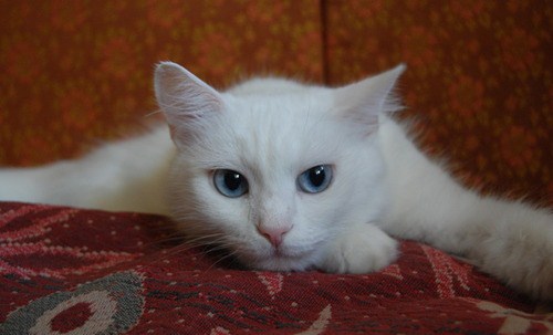 Кошки-блондинки (15 фото)