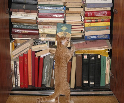 Кошки с книжками (34 фото)