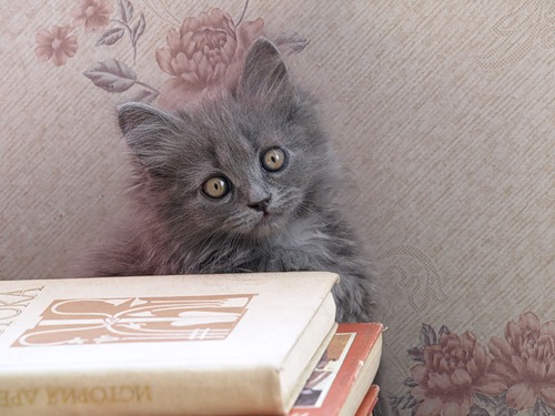 Кошки с книжками (34 фото)