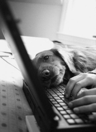 Собаки и компьютеры (34 фото)