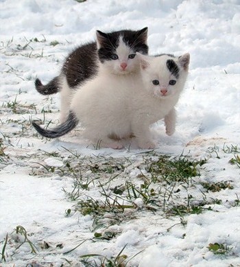 Снежные коты:) (25 фото)