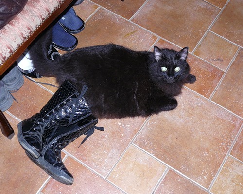 Кот с сапогах (19 фото)