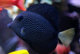 Редкие аквариумные рыбки (21 фото)
