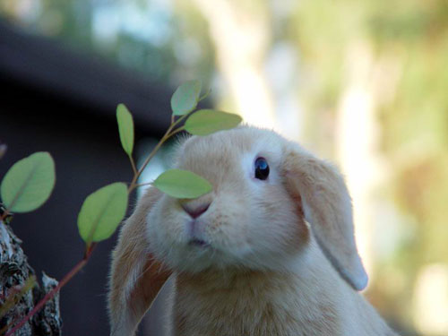 Зайки-кролики (25 фото)
