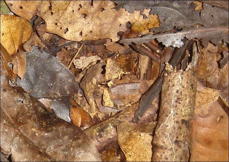 Найди лягушку. Головоломка Найди лягушку. Найди лягушку на картинке. Найди лягушку среди листьев головоломка.