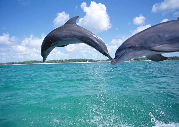 природа животные дельфины море бесплатно
