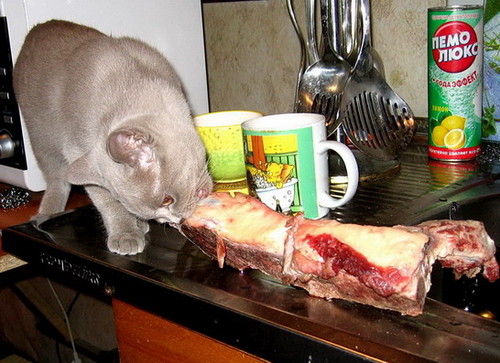 Коты и мясо (28 фото)