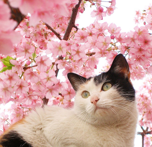 Кошечки на фоне цветущей вишни (25 фото)
