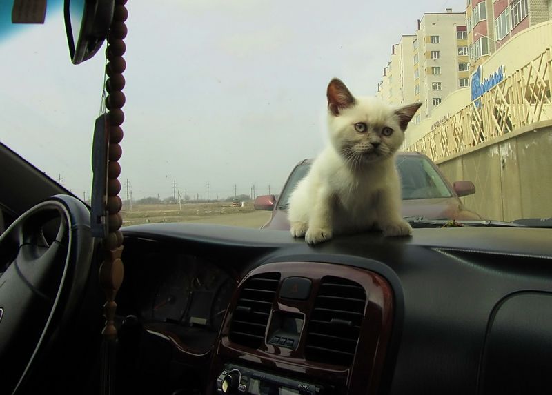 Кот делает машины