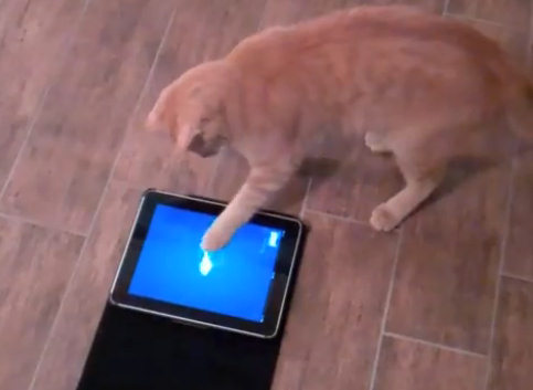 Игры на iPad для кошек