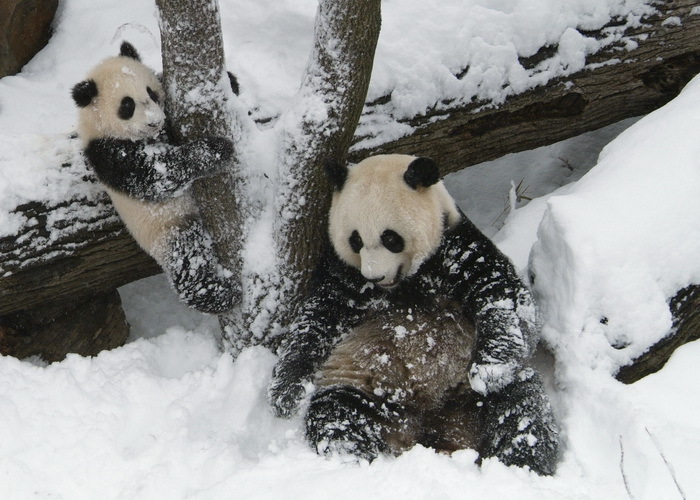 Панда в снегу бесплатно