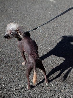 Конкурс на звание самой уродливой в мире собаки (20 фото)