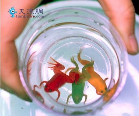 В Китае красят лягушек (3 фото)