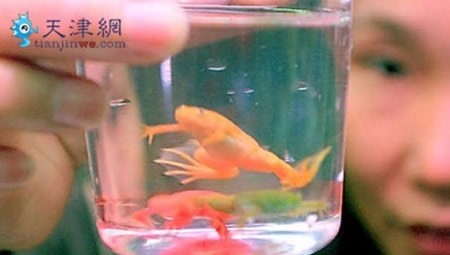 В Китае красят лягушек (3 фото)
