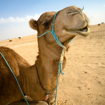 Верблюды-гордые и смешные (20 фото)