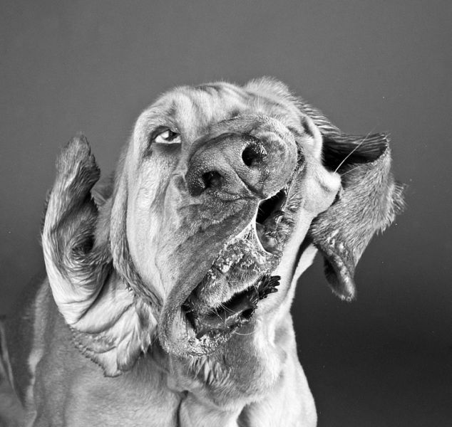 Смешные фото собак (15 фото)