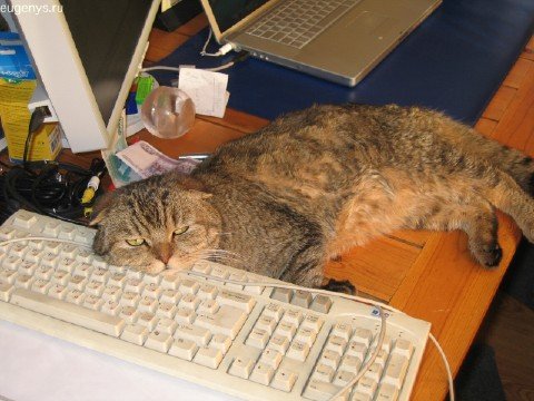 Подборка семейства кошачих, любящих клавиатуру:) (32 фото)