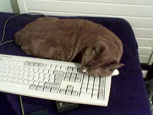 Подборка семейства кошачих, любящих клавиатуру:) (32 фото)