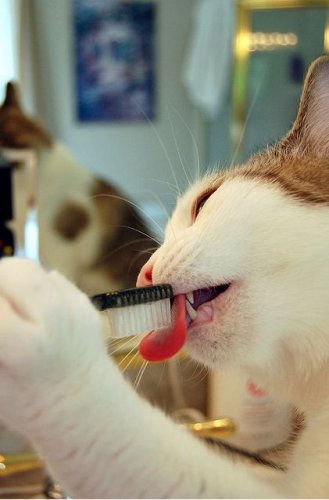 Кошки тоже чистят зубы (26 фото)