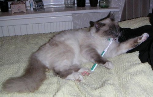 Кошки тоже чистят зубы (26 фото)