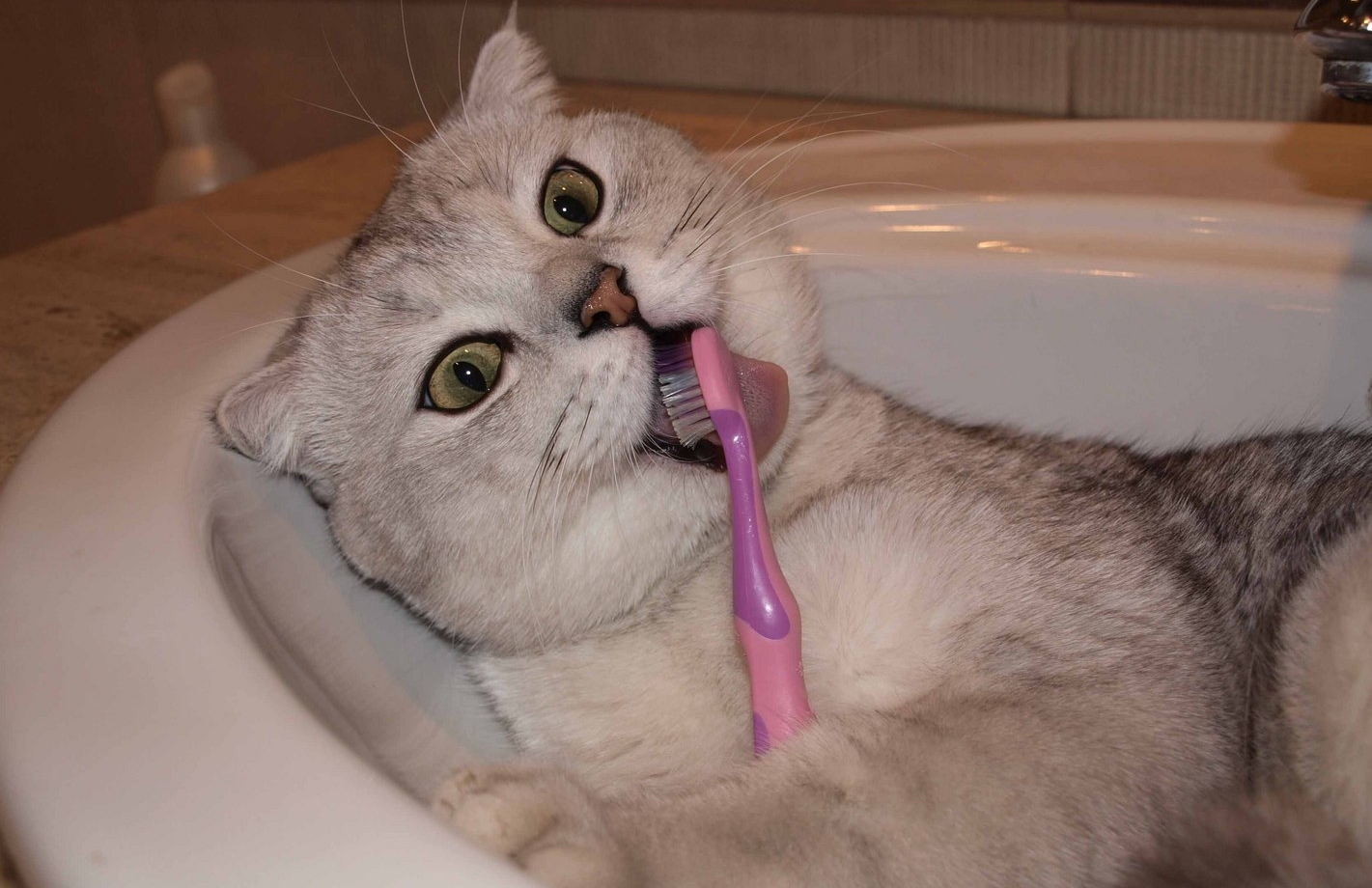 Кошка умывала нос. Кот с зубной щеткой. Зубная щетка для кошек.