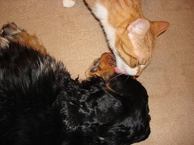 Собака+кошка=друзья на век (35 фото)