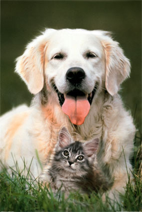 Собака+кошка=друзья на век (35 фото)