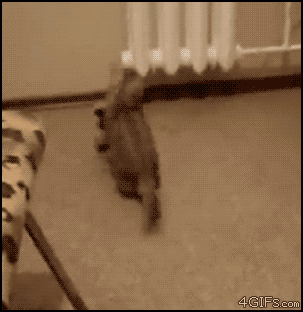 Пятничные кото-гифки (20 фото)