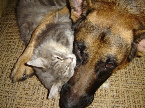 Дружба кошек и собак (30 фото)