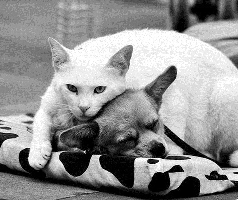 Дружба кошек и собак (30 фото)