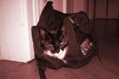 Забавные котейки  в сумках (17 фото)
