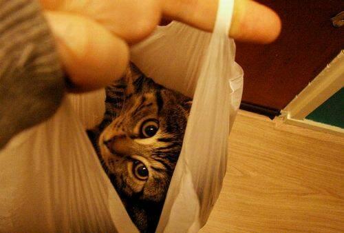 Забавные котейки  в сумках (17 фото)