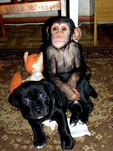 Мама для дитеныша шимпанзе (31 фото)