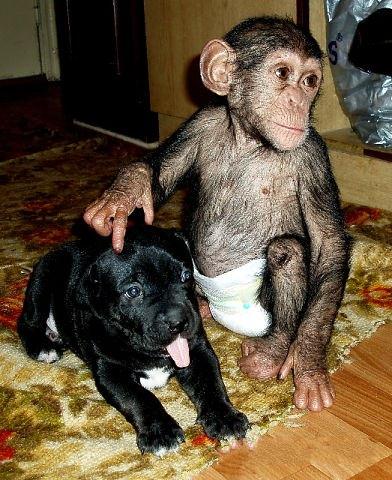 Мама для дитеныша шимпанзе (31 фото)