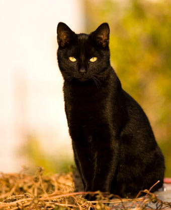 Чёрный кот...за углом...:) (40 фото)