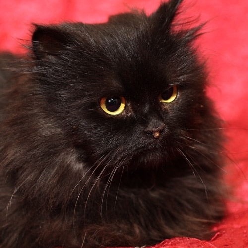 Чёрный кот...за углом...:) (40 фото)