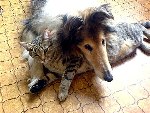 Нежная дружба собак и кошек (20 фото)