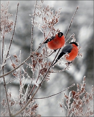Животный мир зимой (35 фото)