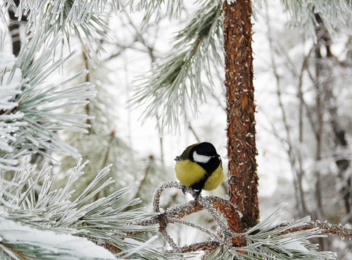 Животный мир зимой (35 фото)