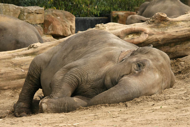 З сплячими. Спящие слоны. Слоненок лежит. Слоны спят стоя. Слон лежит.