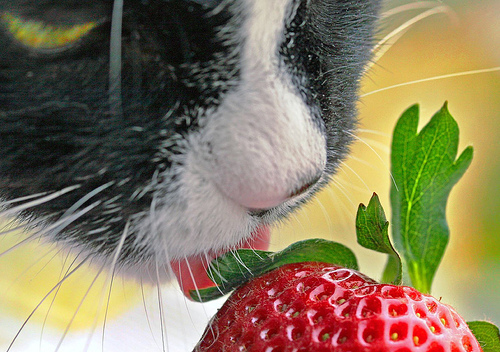 Кошки и ягодки (20 фото)