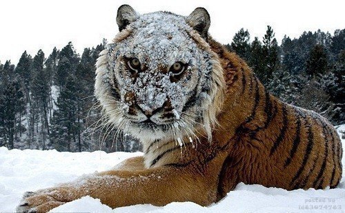 Большие кошки и снег (20 фото)