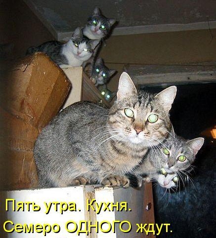 Кошки в котоматрице (30 фото)