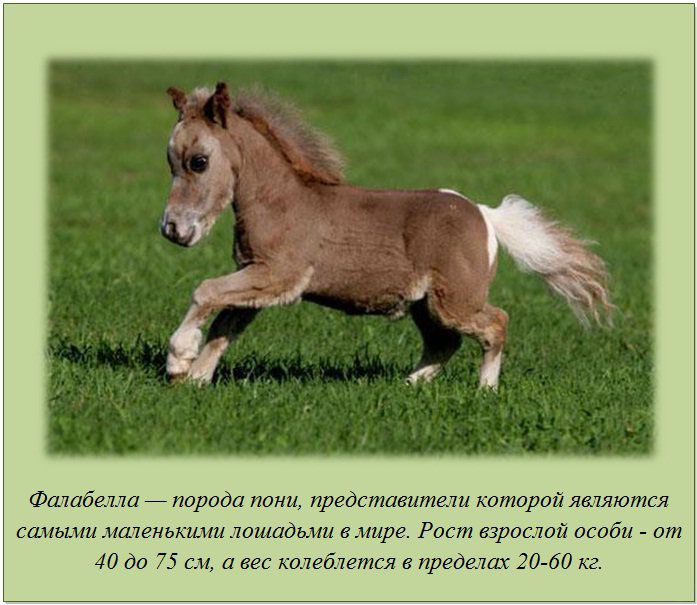 Истории лошадок. Интересное про лошадей. Самое интересное о... лошадях. Необычные факты о лошадях. Факты о лошадях для детей.
