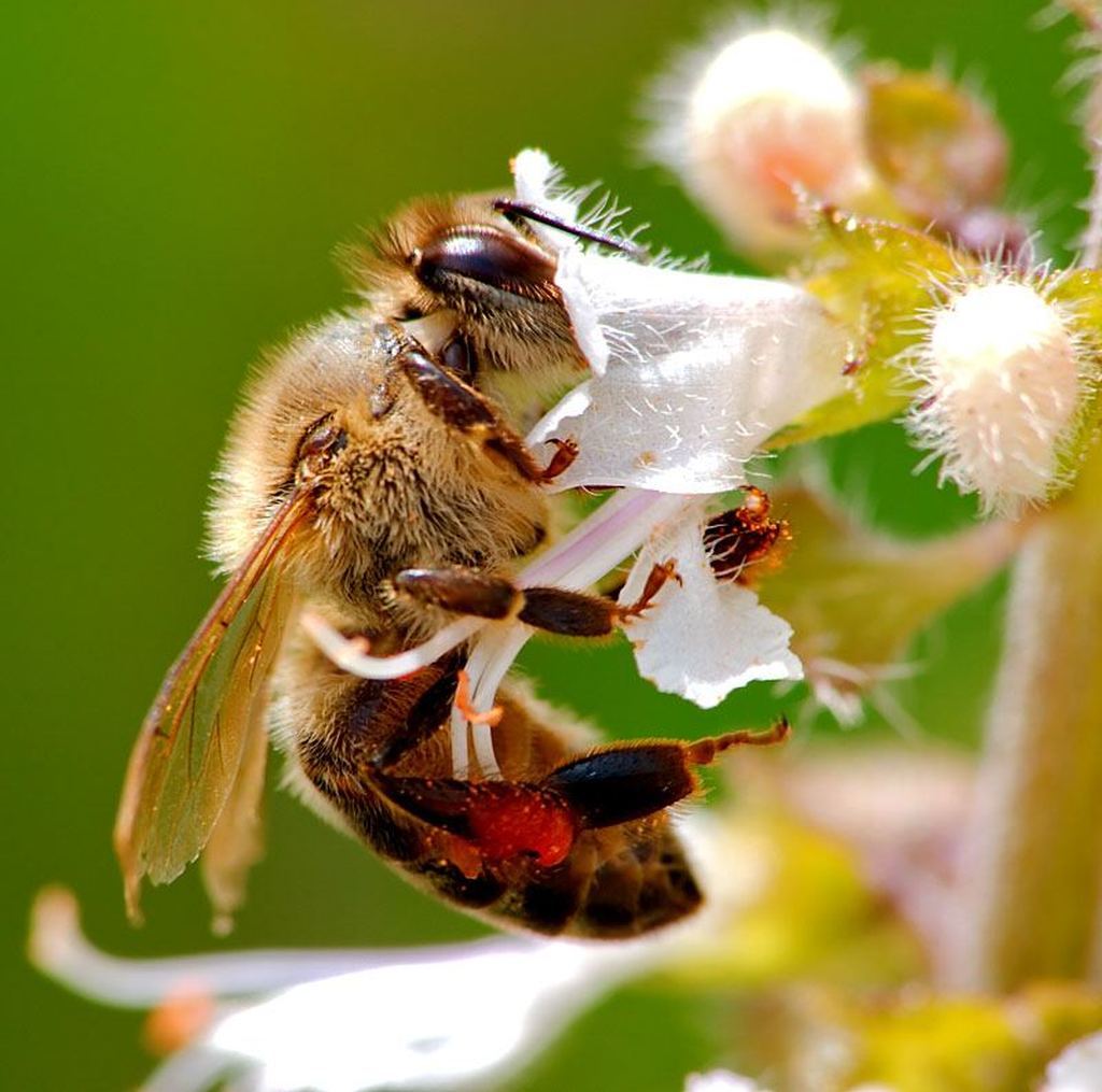 Пчелы пьют весенний. Пчела. Нектар цветка. Пчела с нектаром. Пчела собирает нектар с цветов.